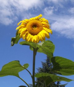 volunterr sunflower